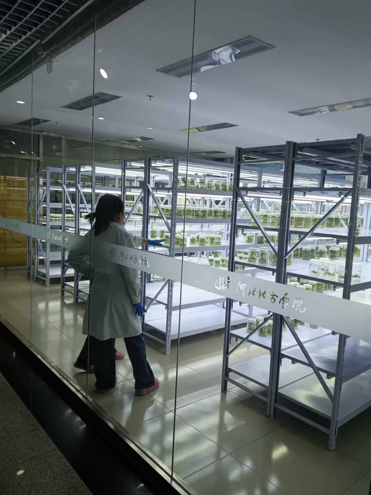 赞皇植物组培室设计的基本布局有哪些？