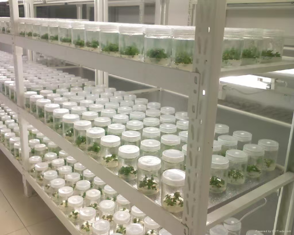 赞皇组培实验室应该如何布局